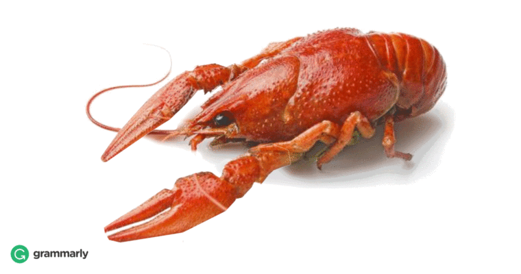 Crayfish vs. Crawfish Image