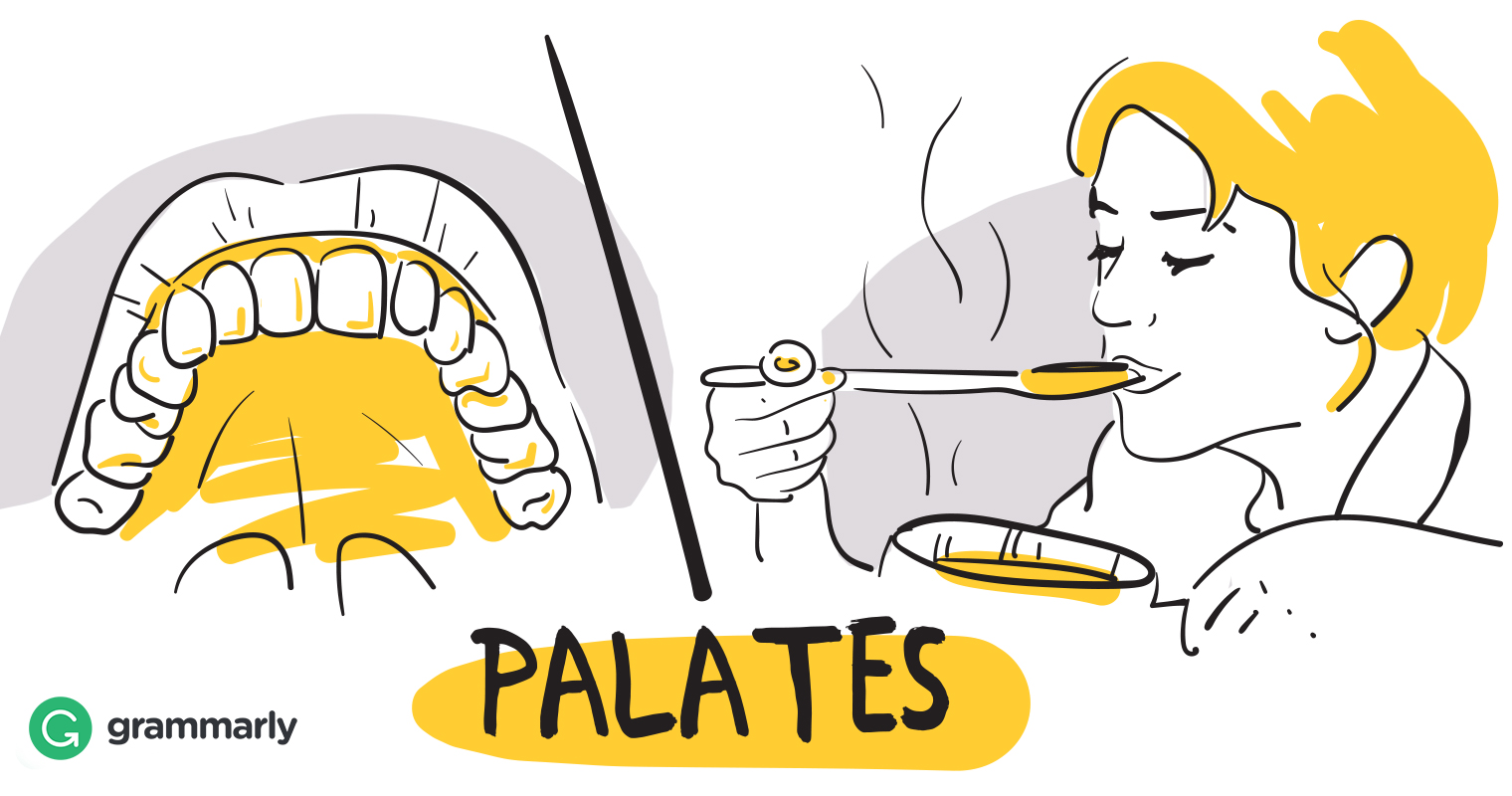 What Is Palate