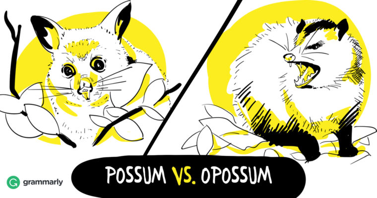 Possum-vs.-Opossum-760x400.jpg