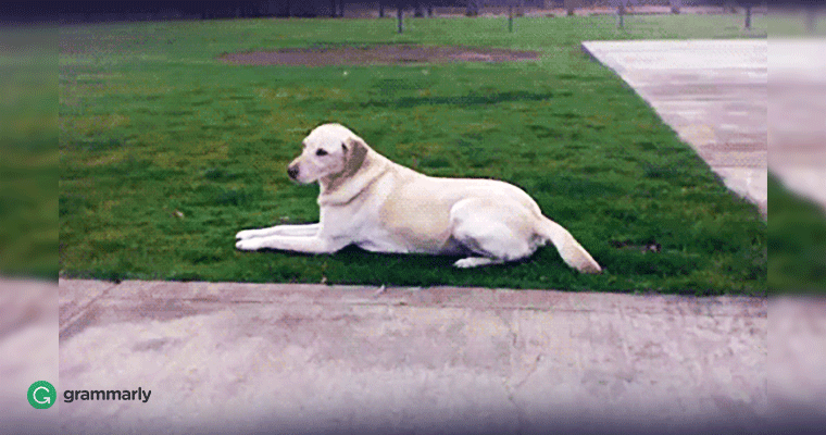 Disinterested vs. Uninterested—Are They the Same gif